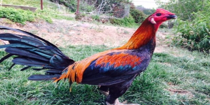 Đây là giống gà gốc Peru, nổi tiếng với hình dáng mảnh mai rất đẹp