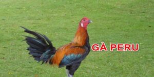 Giống gà này là nguồn gốc từ vùng Pucara ở Peru