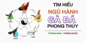 Ngũ hành phong thủy tương sinh tương khắc trong màu mạng gà