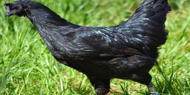 Tên "Gà Ngũ Quỷ" xuất phát từ số lượng nguyên tử lông trên cơ thể gà