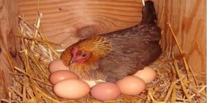 Bên ngoài, trứng của gà trống có lớp vỏ cứng bảo vệ