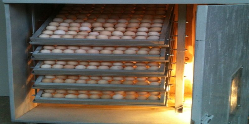 Lòng trắng trứng gà trống được sử dụng trong sản phẩm mỹ phẩm