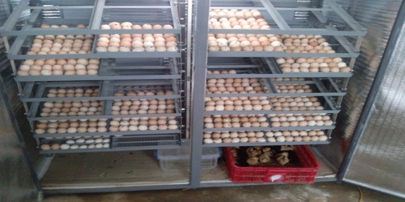 Trứng của gà trống là sản phẩm của hệ thống sinh sản ở gà đực