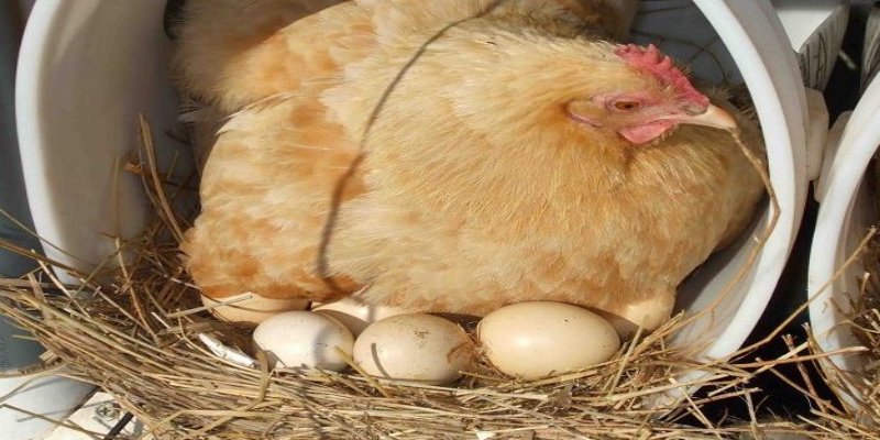 Trứng của gà trống không thể nở con vì chúng không chứa tinh trùng.