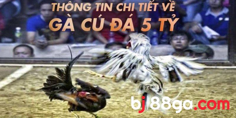 Tìm hiểu về trận gà cú đá 5 tỷ