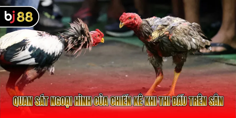 Quan sát ngoại hình của chiến kê khi thi đấu trên sân